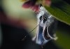 Insekten - Helden im Verborgenen