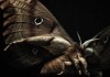 Insekten - Helden im Verborgenen