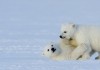 Frost ohne Schnee und Eis