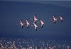 Das Geheimnis der Flamingos
