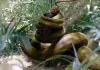 Snake King
