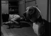 KurtsFilme: Pulp & Style - Hund