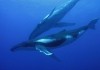 Wale und Delfine 3D