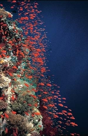 Deep Blue: Korallenriff