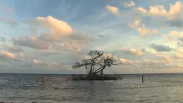 Alamar