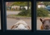 Glennkill: Ein Schafskrimi