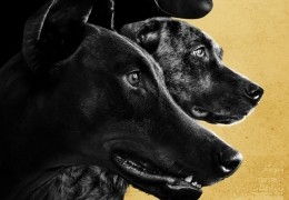 DogMan