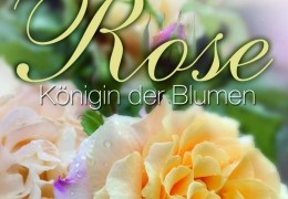 Rose - Knigin der Blumen