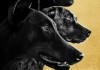 DogMan