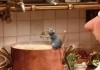 11x Pixar - 'Ratatouille'