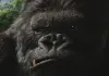 King Kong