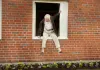 Der Hundertjährige, der aus dem Fenster stieg und...fsson