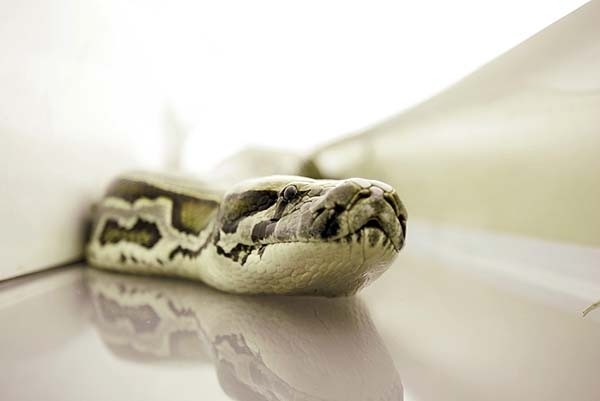 Snakes On A Plane  2006 Warner Bros. Ent.