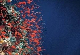 Deep Blue: Korallenriff
