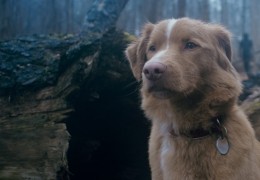 Good Boy -Trust His Instincts - Indy