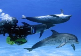 Wale und Delfine 3D - Gavin McKinney beim Dreh