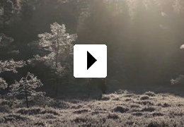 Das Fl�stern der W�lder