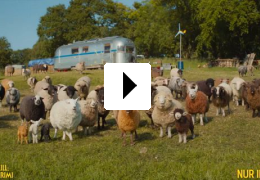 Glennkill: Ein Schafskrimi