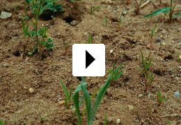 Insekten - Helden im Verborgenen