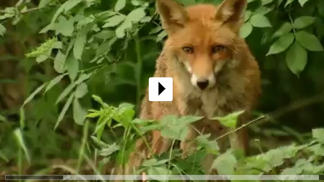 Zum Video: Unser Wald - Das grne Wunder