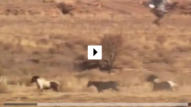Zum Video: Wild Horse, Wild Ride