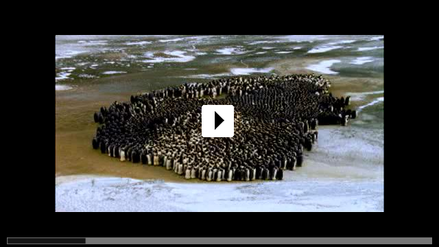 Zum Video: Die Reise der Pinguine