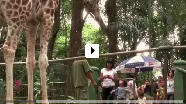 Zum Video: Die Nacht der Giraffe