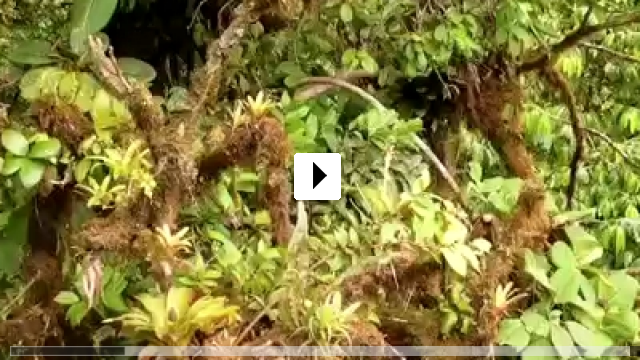 Zum Video: Weltnaturerbe Costa Rica