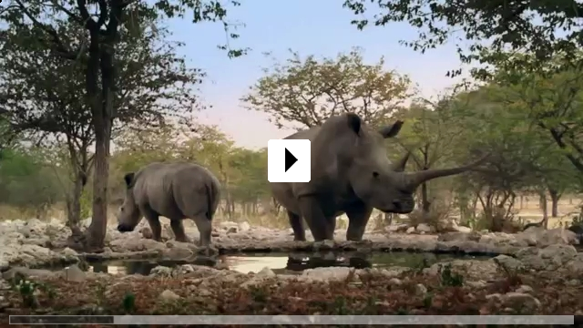 Zum Video: African Safari 3D