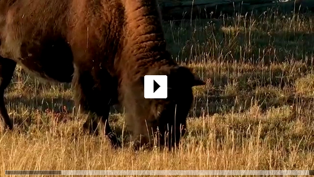 Zum Video: Weltnaturerbe USA - Yellowstone