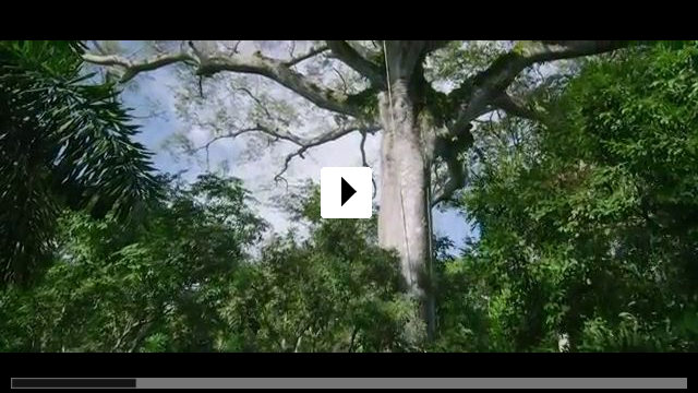 Zum Video: Das Geheimnis der Bäume