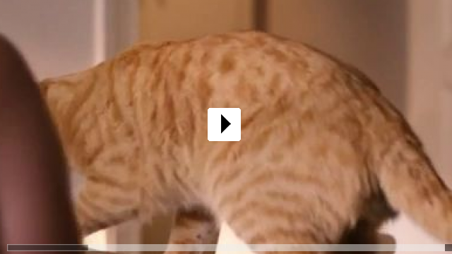 Zum Video: Das merkwürdige Kätzchen