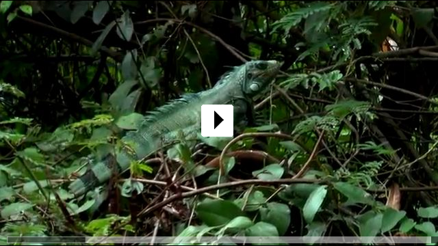 Zum Video: Amazonas 3D - Im Herz der wilden Natur