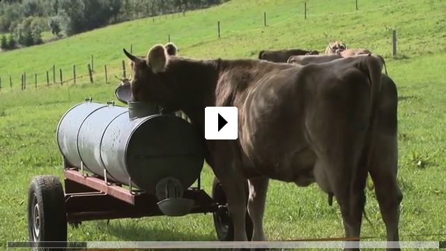 Zum Video: Vom Glck der Khe -  Naturgeme Rinderzucht