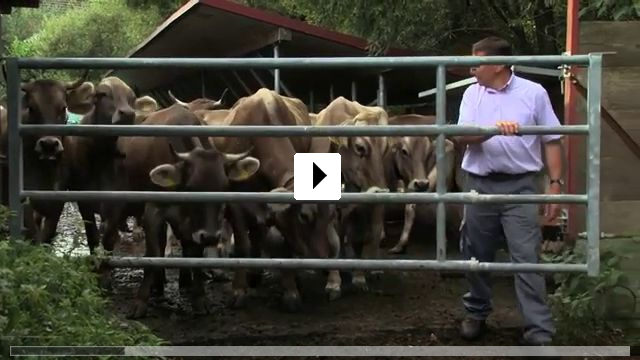 Zum Video: Das liebe Rindvieh