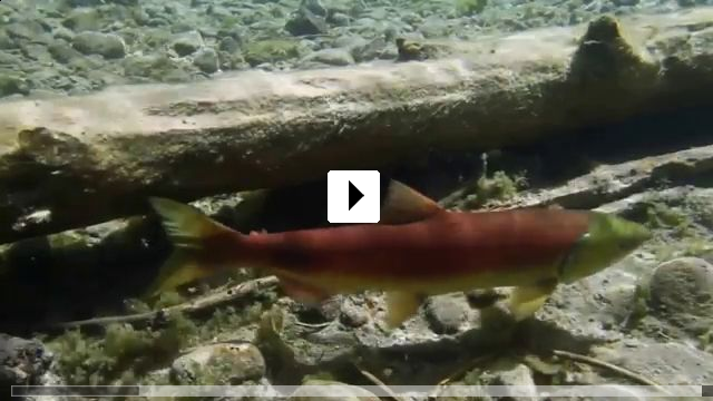 Zum Video: Das Universum der Fische