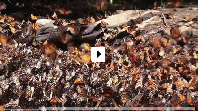 Zum Video: Die fantastische Reise der Schmetterlinge 3D