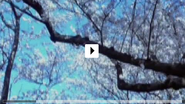 Zum Video: Sakuran - Wilde Kirschblte