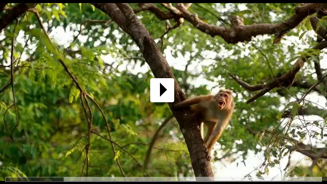 Zum Video: Im Reich der Affen