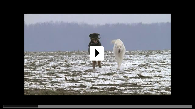 Zum Video: Jagdhunde
