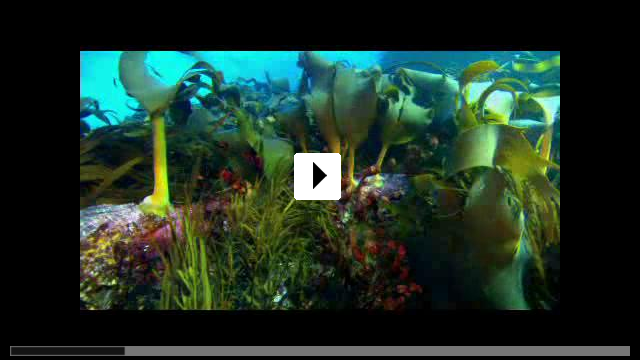 Zum Video: Sharkwater