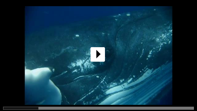 Zum Video: Delfine und Wale 3D - Nomaden der Meere