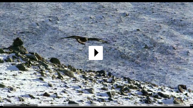 Zum Video: The Eagle Huntress