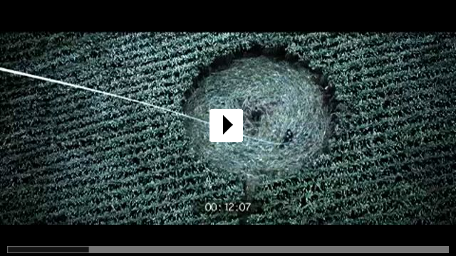 Zum Video: The Gracefield Incident