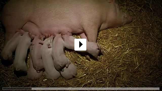 Zum Video: Ein Schweinchen namens Babe