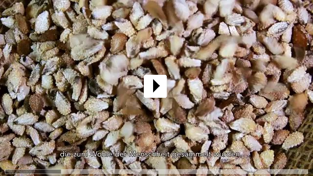 Zum Video: Unser Saatgut - Wir ernten, was wir sen