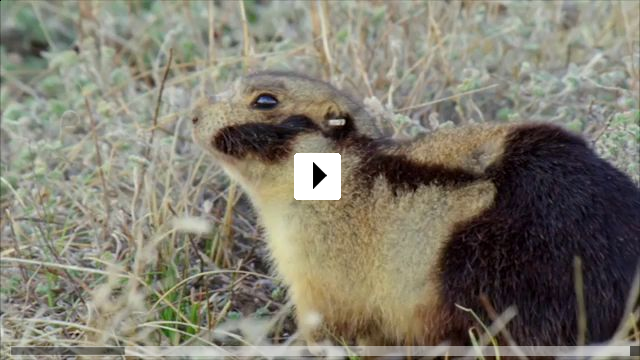 Zum Video: Tierische Rebellen - Die erstaunlichsten und...r Welt