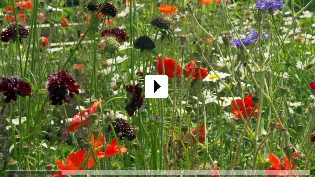 Zum Video: Der Knstlergarten: Der amerikanische Impressionismus