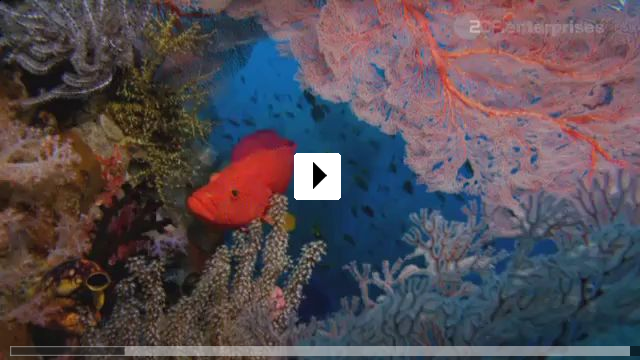 Zum Video: Das Korallendreieck