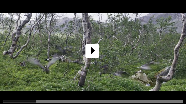 Zum Video: Der Junge und die Wildgnse